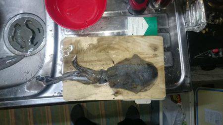 エギングオンリー