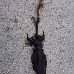 貝塚でアオリイカ新子