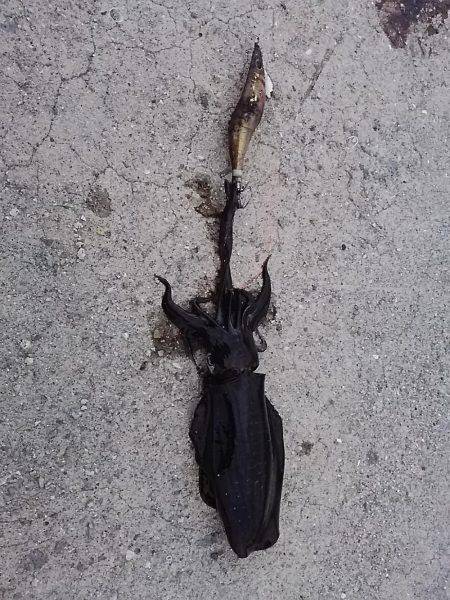 貝塚でアオリイカ新子