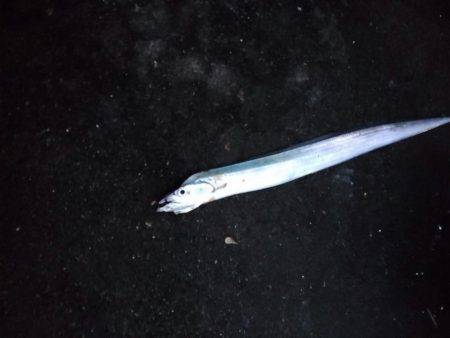 日本海で太刀魚