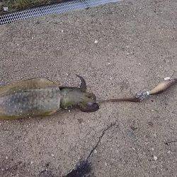 貝塚でアオリイカ
