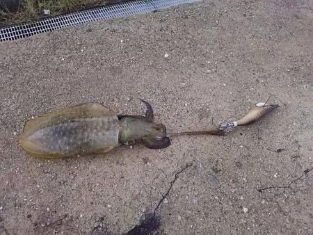 貝塚でアオリイカ