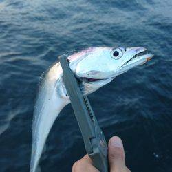 市内湾奥太刀魚開幕♪