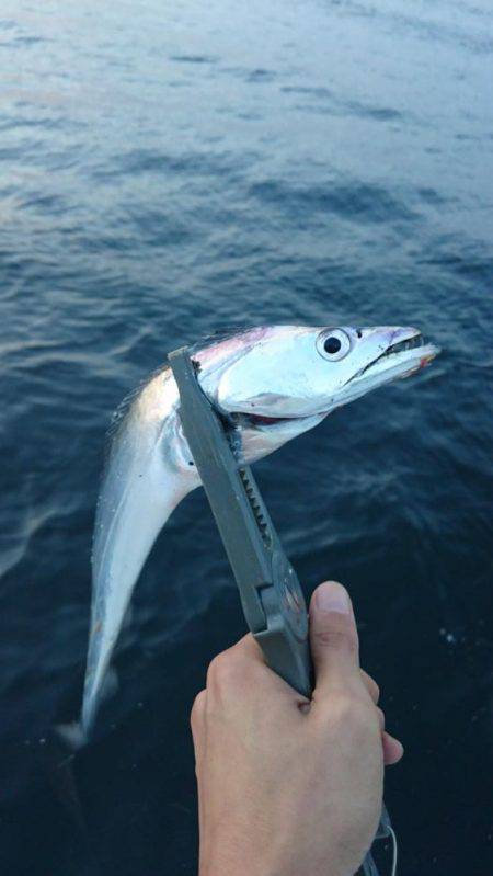 市内湾奥太刀魚開幕♪