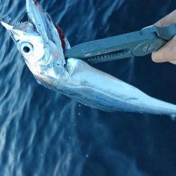 今宵も太刀魚♪