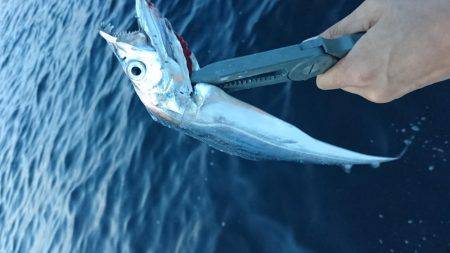 今宵も太刀魚♪