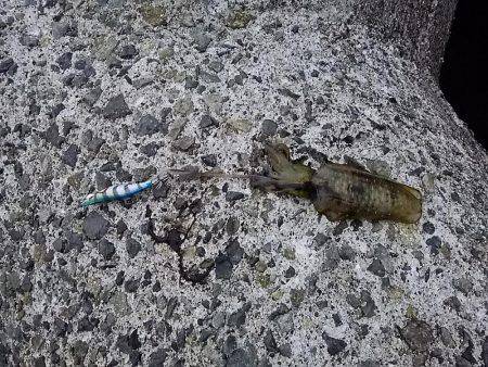 貝塚でアオリイカ