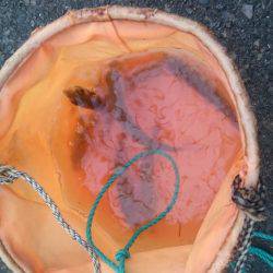 台風後のアジ釣り