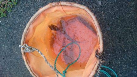 台風後のアジ釣り