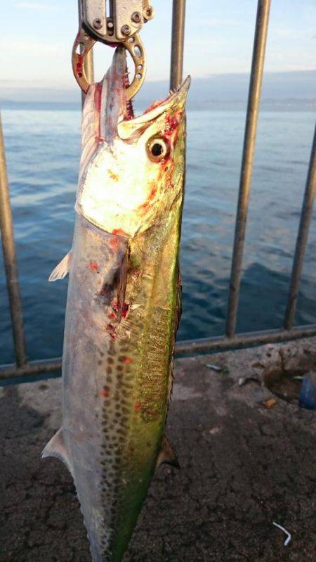 サゴシ+タチウオ