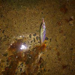 久々に舞洲に！