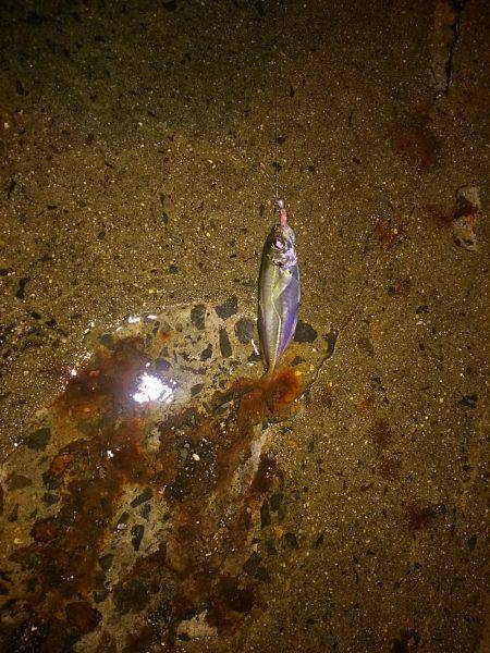 久々に舞洲に！