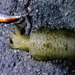 秋イカエギング釣行