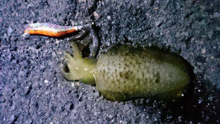 秋イカエギング釣行