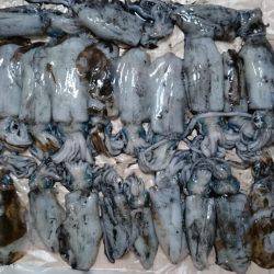 走り回って当たりポイント!