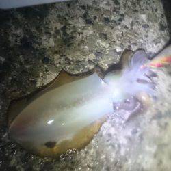 イカより人のほうが多そう・・・