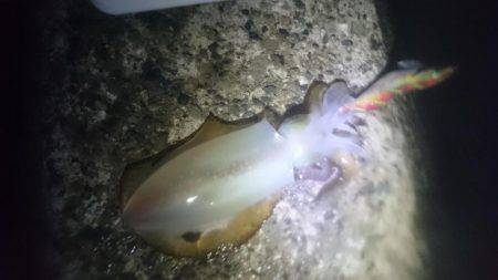 イカより人のほうが多そう・・・