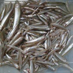 佐仲ダムワカサギ釣行！