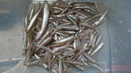 佐仲ダムワカサギ釣行！