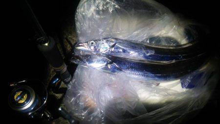 堺周辺タチウオ調査