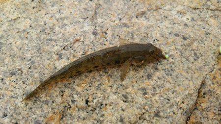 ハゼはいるかな？