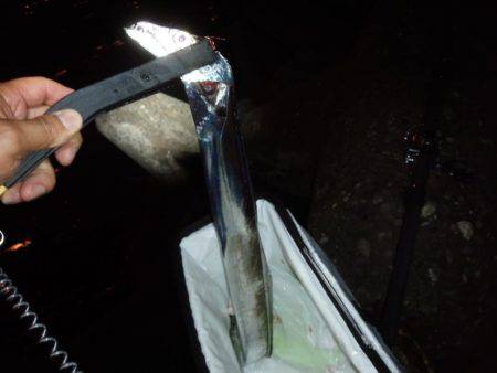 ようこそ太刀ちゃん(*^_^*)