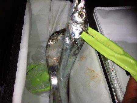 太刀魚サイズＵＰ！