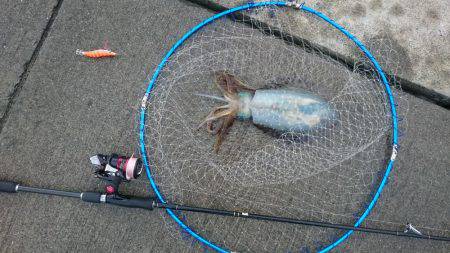 今週もアジが、売って無かったのでエギングにての釣行でした。