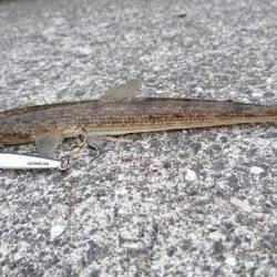 エソしか釣れず