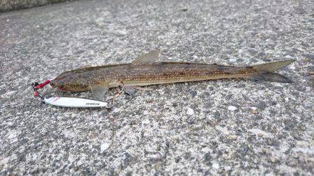 エソしか釣れず