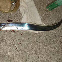 空飛ぶタチウオ