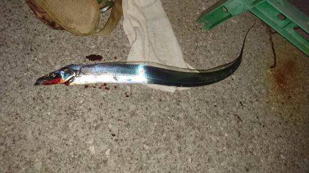 空飛ぶタチウオ