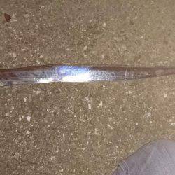 タチウオ激渋、アジ爆釣