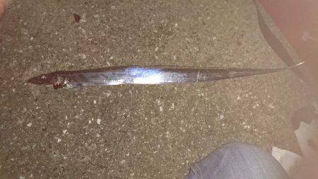 タチウオ激渋、アジ爆釣