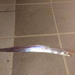 だらだらアタリが続く