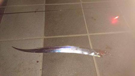 だらだらアタリが続く