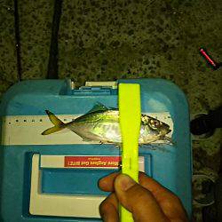 アジのサイズ上がらず