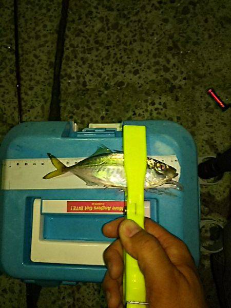 アジのサイズ上がらず