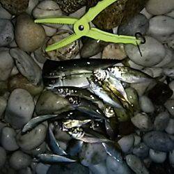 雨の止み間にアジング