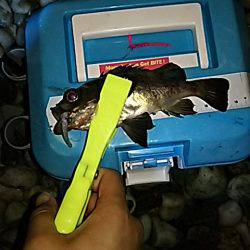 メバルは、まだかなぁ