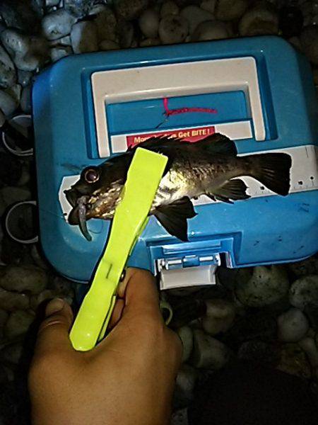 メバルは、まだかなぁ