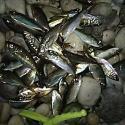 コアジ高活性！