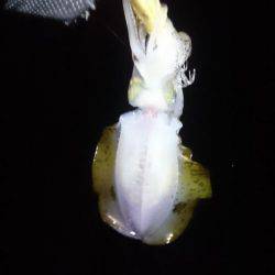 一瞬のジアイ。