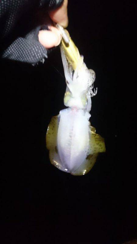 一瞬のジアイ。