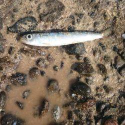 何が出るかな？