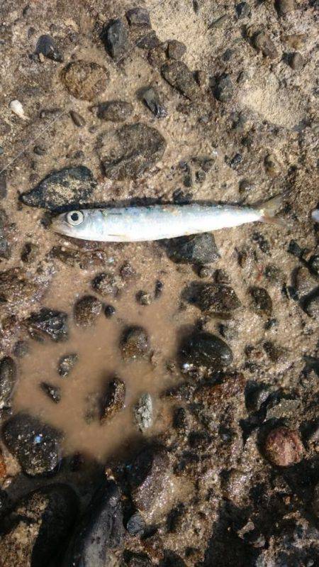 何が出るかな？