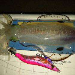 早朝サーフエギング