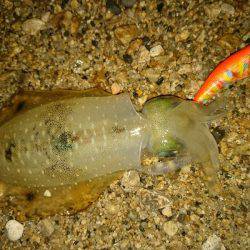 サーフエギング