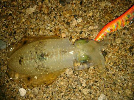 サーフエギング