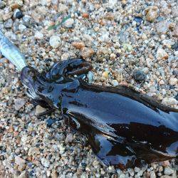 早朝サーフエギング